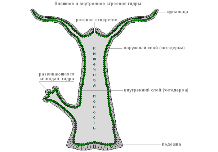 Кракен короткая ссылка